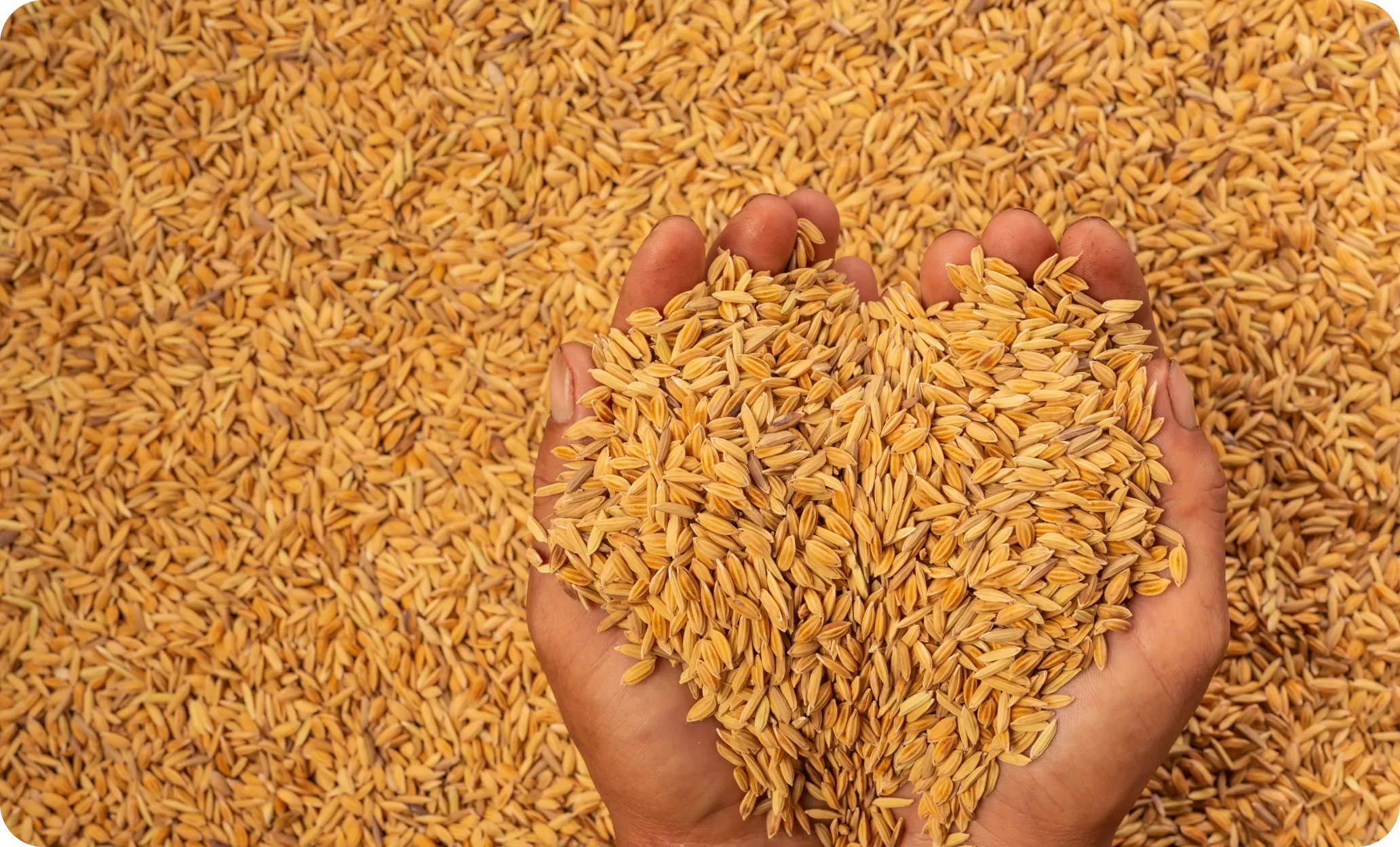 Paddy Rice