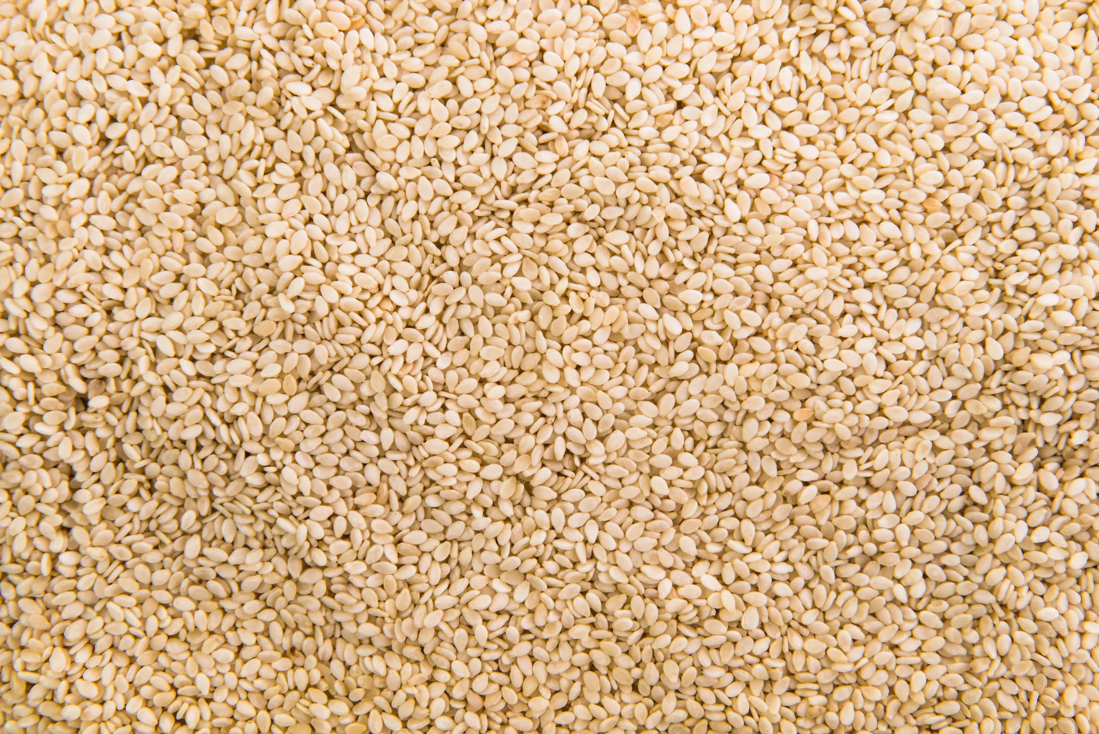 Sesame Seed