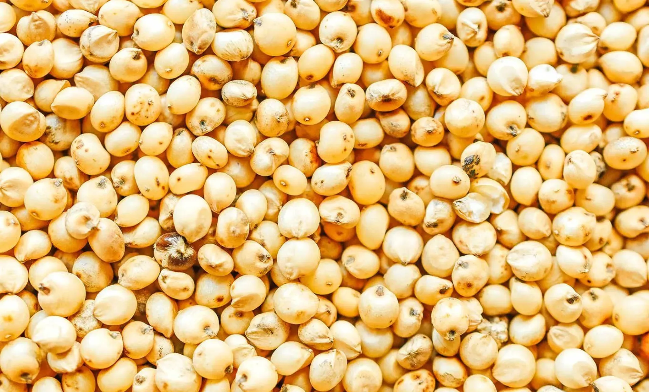Sorghum