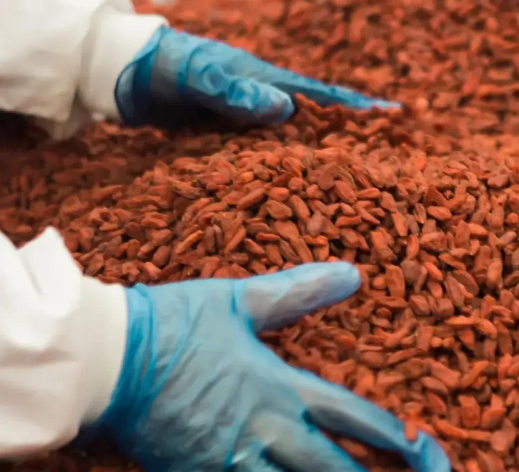 Cocoa farmer